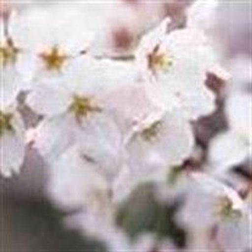 Marian Williams Profile Photo