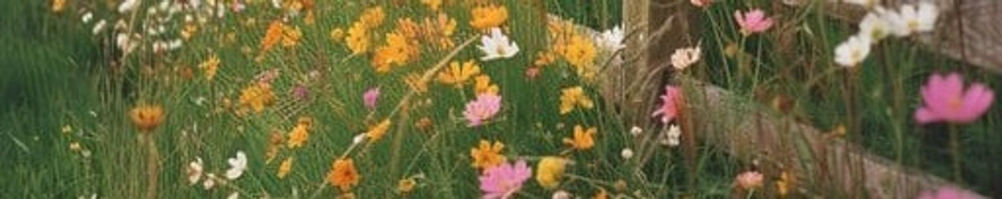 Cover photo for Janelle Salazar's Obituary