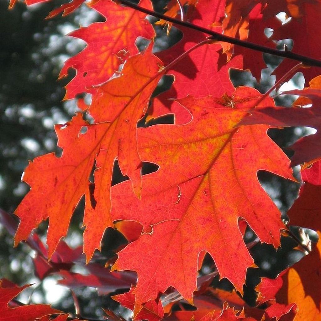 Pauline Bell Profile Photo