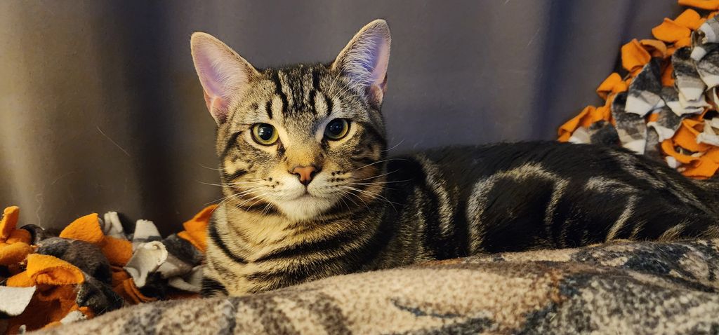 Peanut Profile Photo