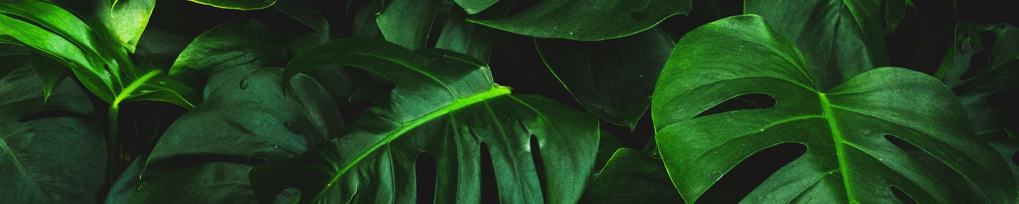 Cover for Tonya "Sue" Lingle's Obituary