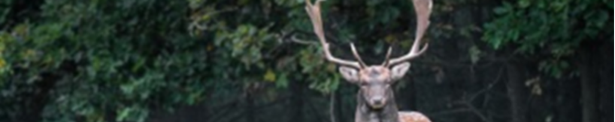 Cover photo for Stephen Lee White's Obituary