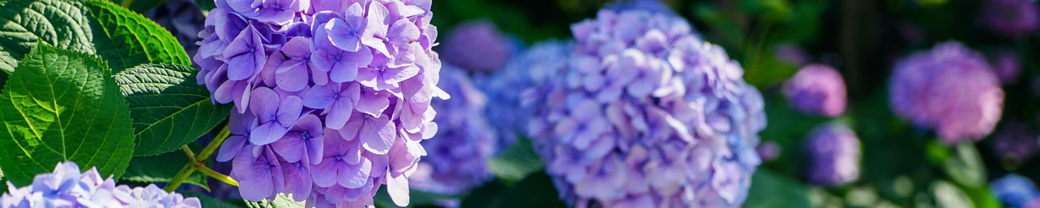 Cover for Jean Alice Kirkpatrick's Obituary