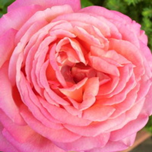 Deborah Ison Profile Photo