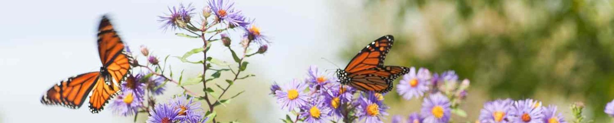 Cover photo for Norma Lujan's Obituary