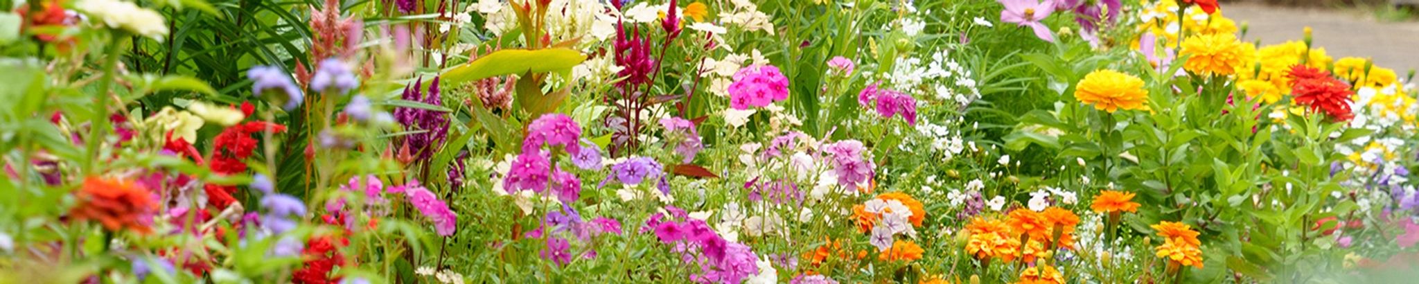 Cover for Mary Lou Thick's Obituary