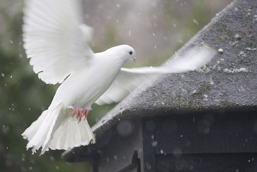 Robert L.Ford Dozier Profile Photo