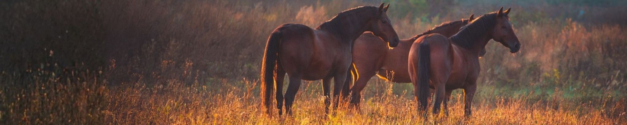 Cover for Rosalind Faye Sterner's Obituary
