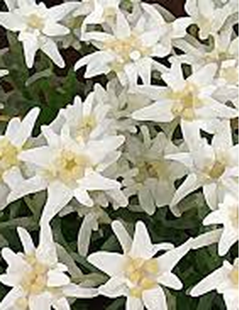 Ilse Nebling Profile Photo