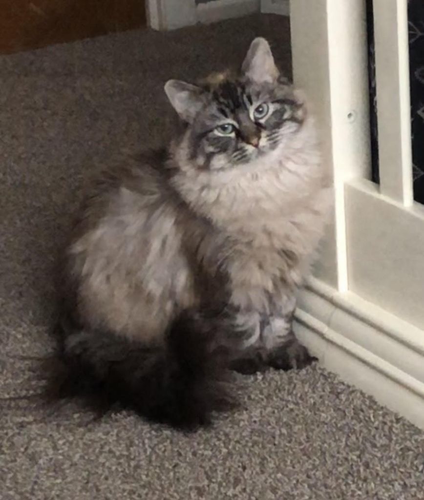 Ripley Profile Photo