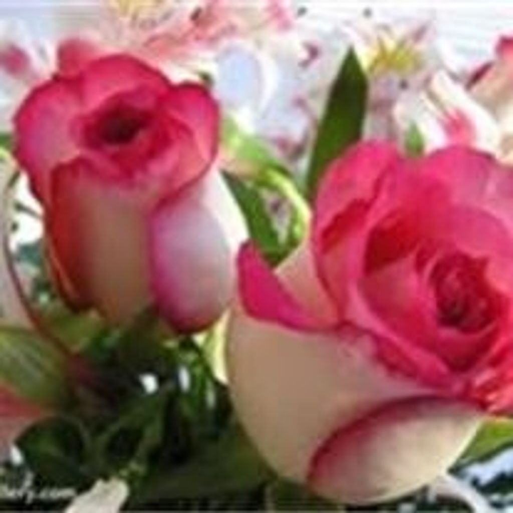 Linda Cottle