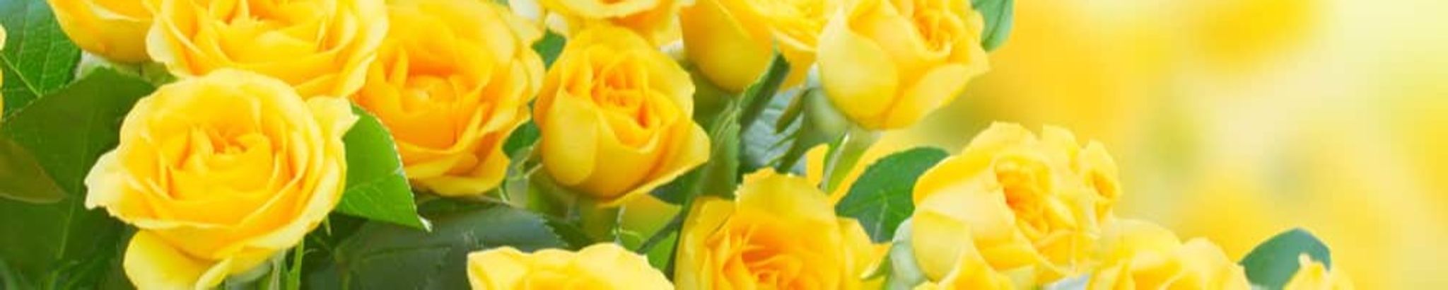 Cover photo for Nancy Lynne Scribner's Obituary