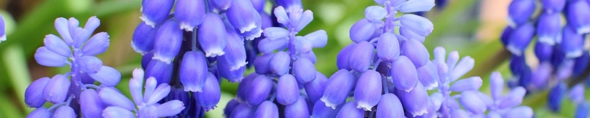 Cover photo for Maribelle Alice Gaskell's Obituary