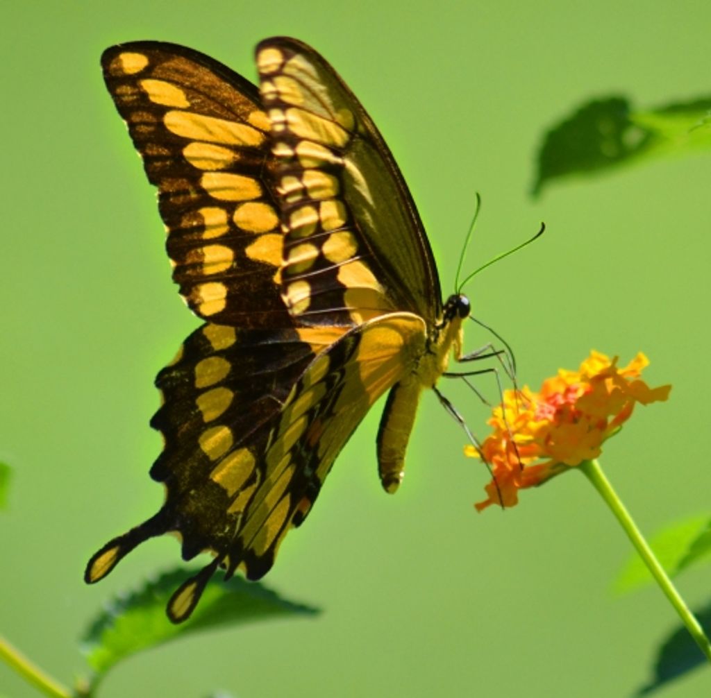 Curtis Lee Jones Profile Photo