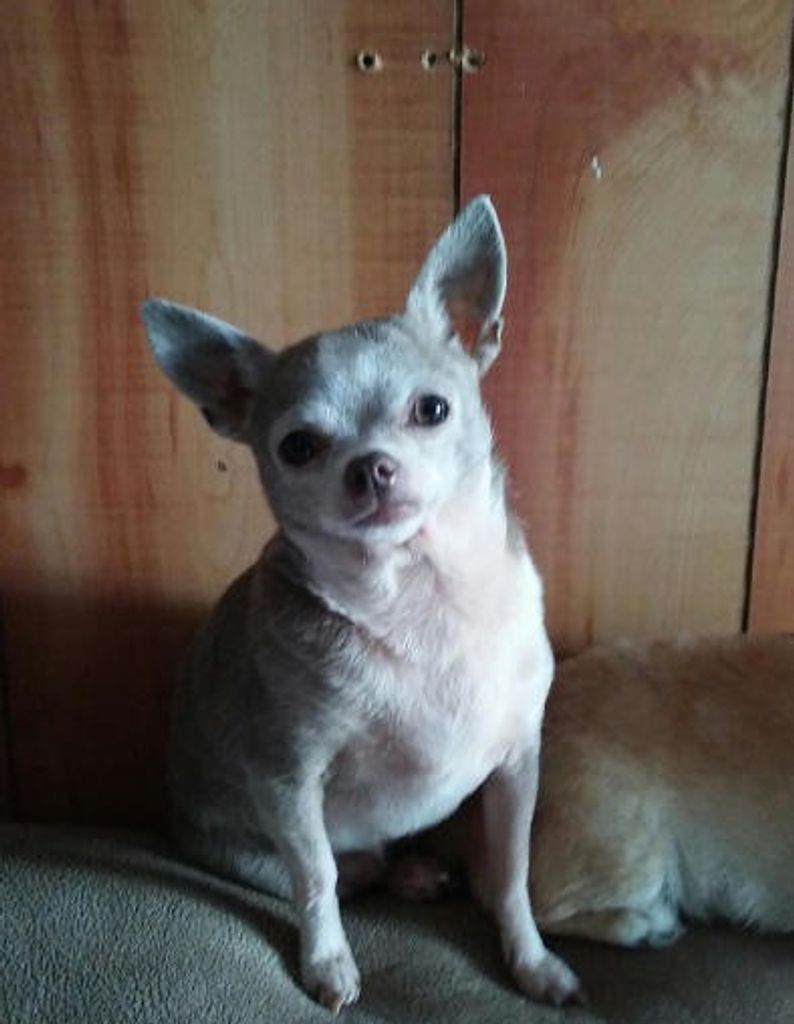 Baby Pee Wee Profile Photo