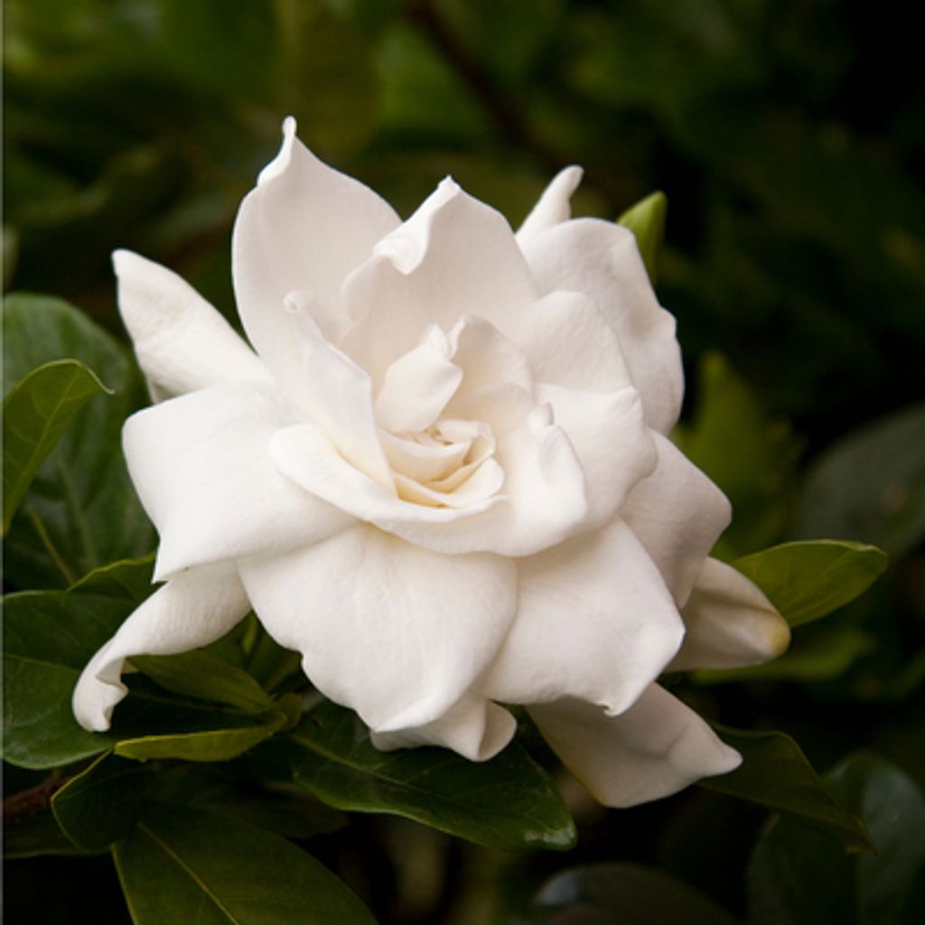 Rosemarie Hanzl Profile Photo