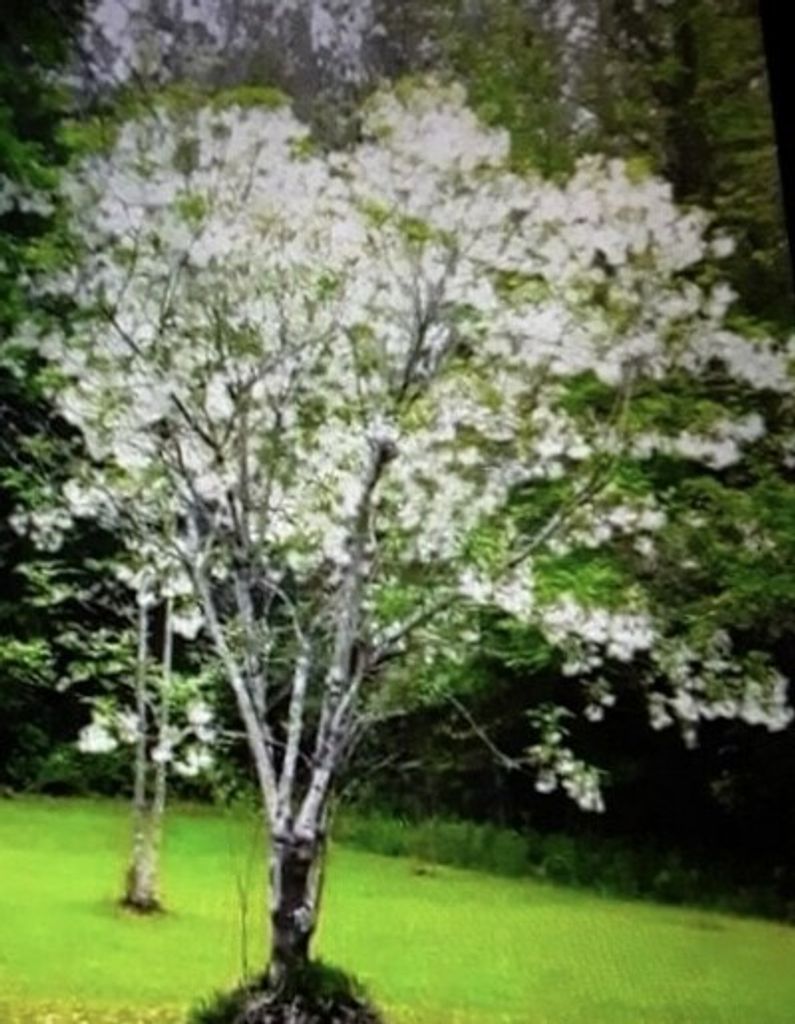 Debra Ann Smith Russ Profile Photo