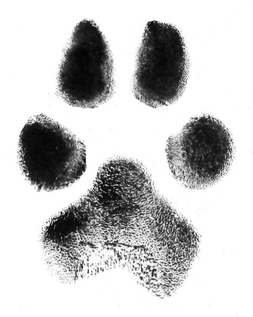 Sir Tucker B. Johnson Profile Photo