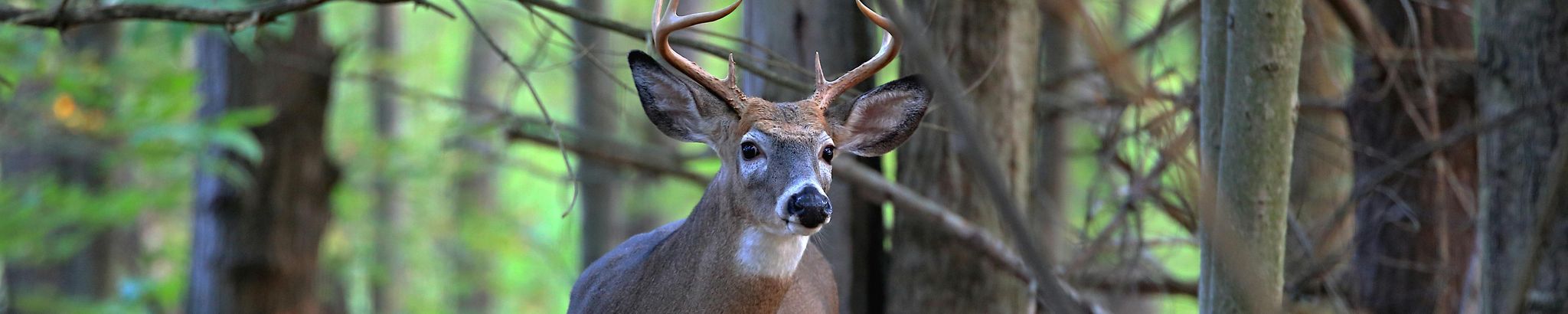 Cover for Giuseppe Sanseverino's Obituary