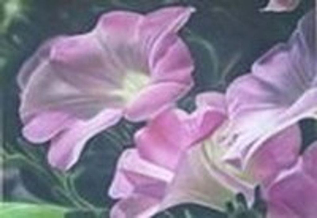 Doris J Zalk