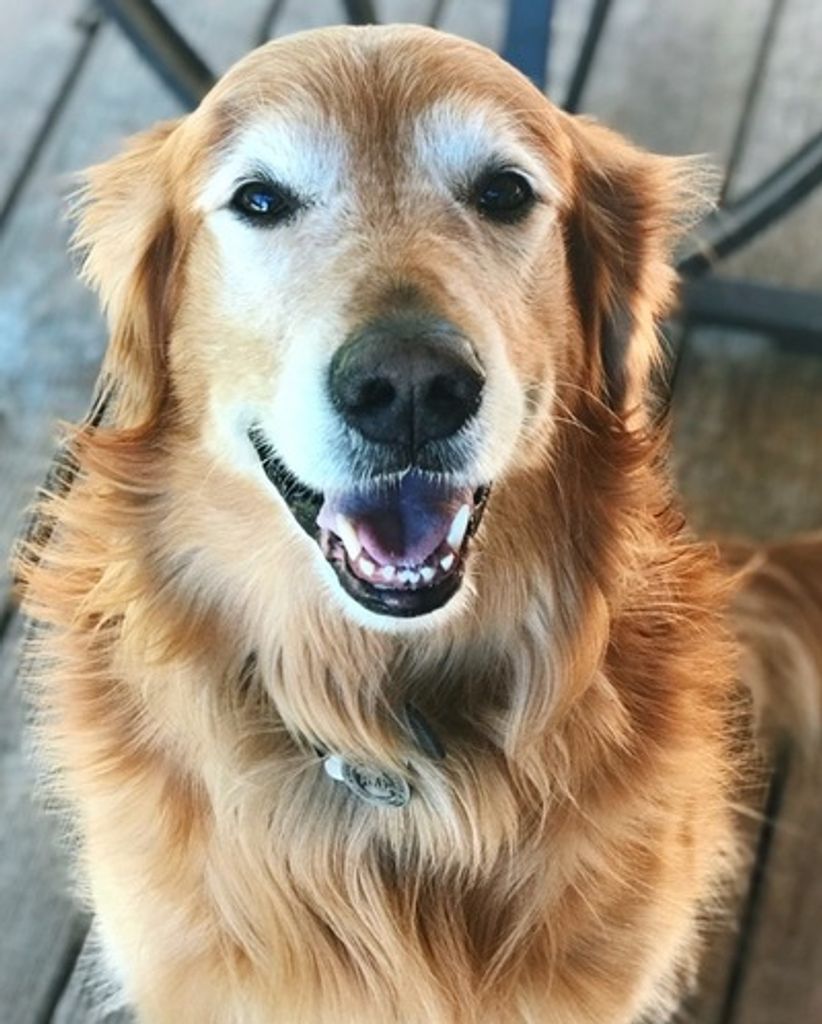 Dozer Brown Profile Photo