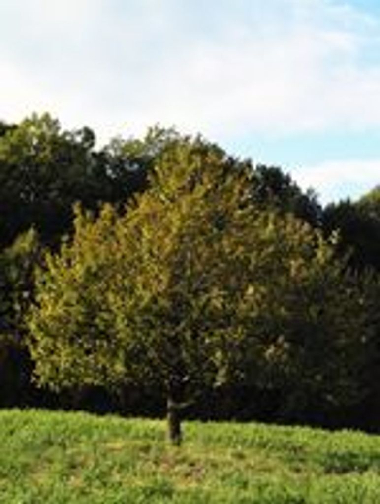 Roger Lee Winsor, Sr.