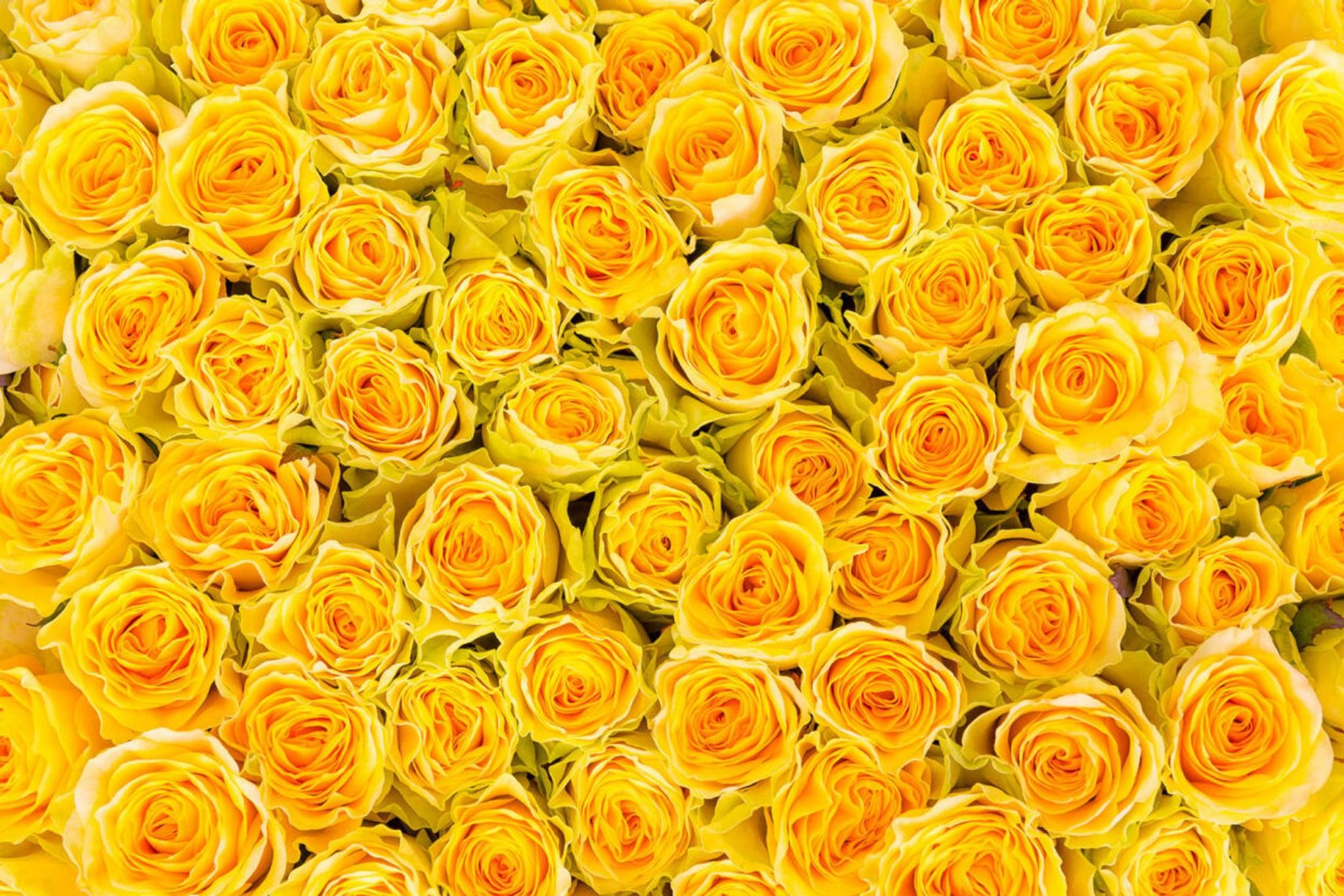 Cover photo for Fannie Powell Benford's Obituary