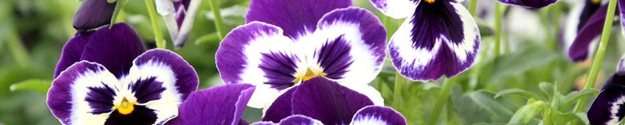 Cover photo for JoAnne Hawks's Obituary