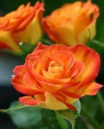 Gloria Davis's obituary image