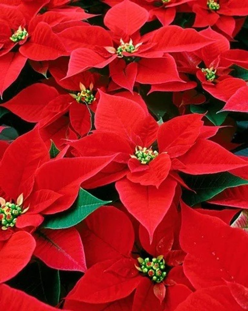 Mary Eleanor Ray Profile Photo