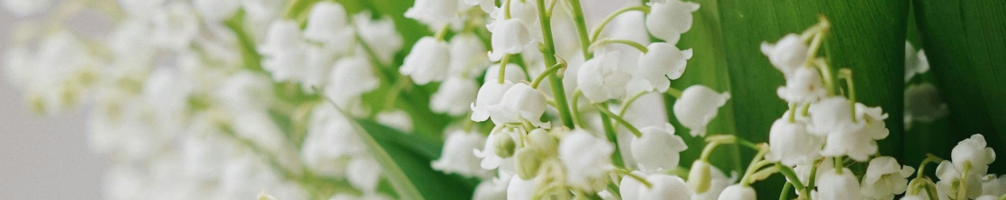 Cover for Ruth Grace Shaff's Obituary