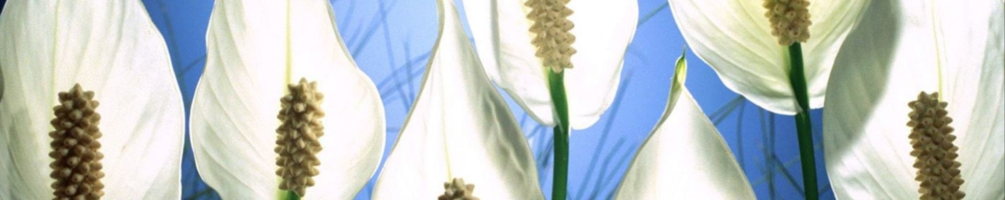 Cover for Joanna Conte's Obituary