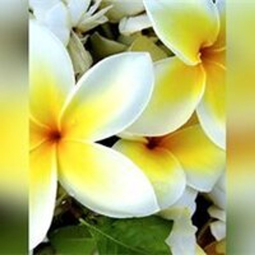 Rosa Flores-Ramos Profile Photo