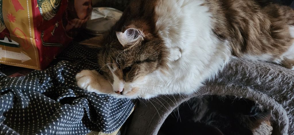 Goober Profile Photo