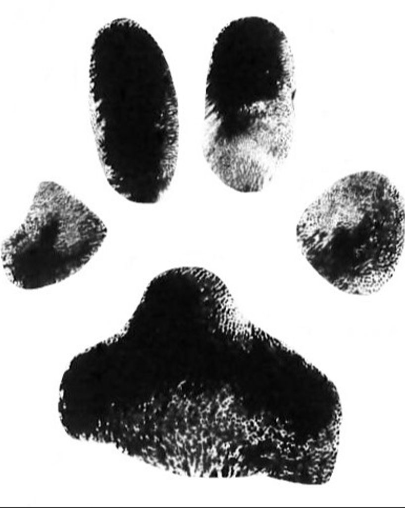 Nyla Chambers Profile Photo