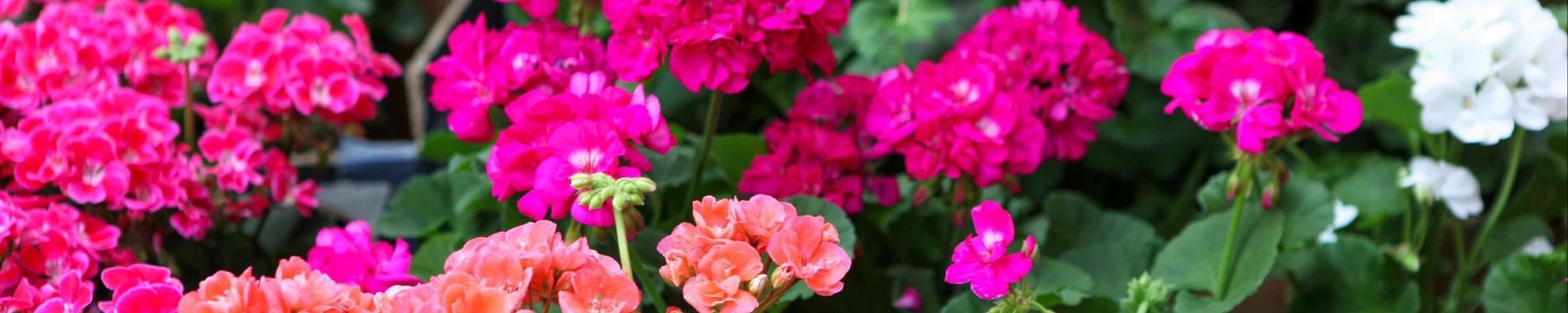 Cover for Norma Lucille Grittner's Obituary