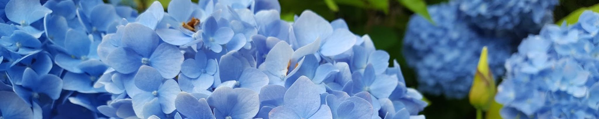 Cover photo for Mary Billy Henry's Obituary