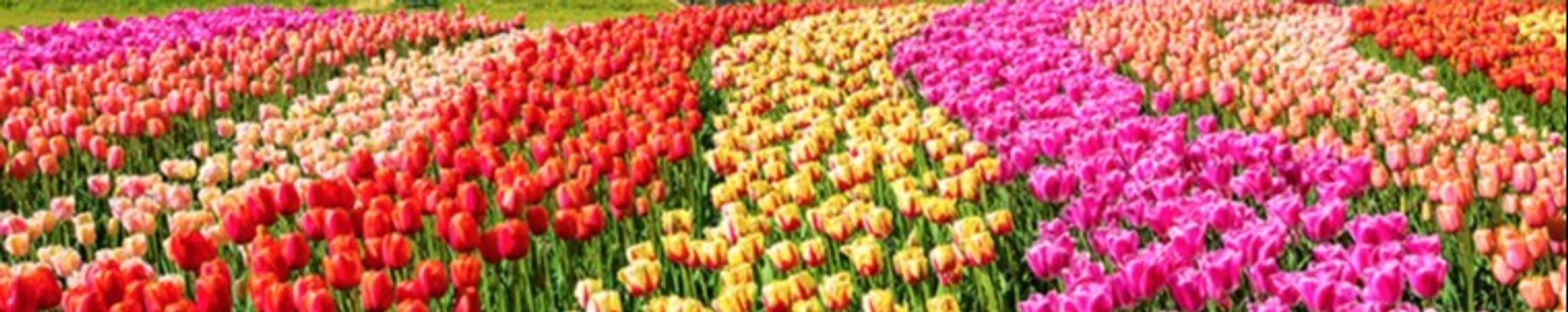 Cover photo for Carla Adams's Obituary