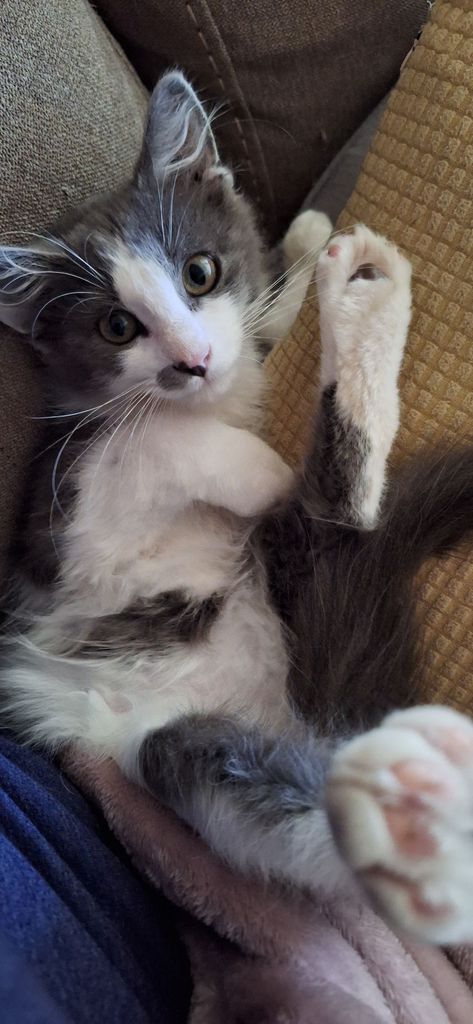 Severus Profile Photo
