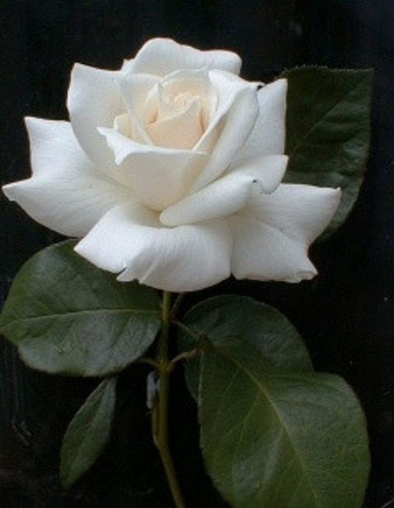 Ruth Morgan