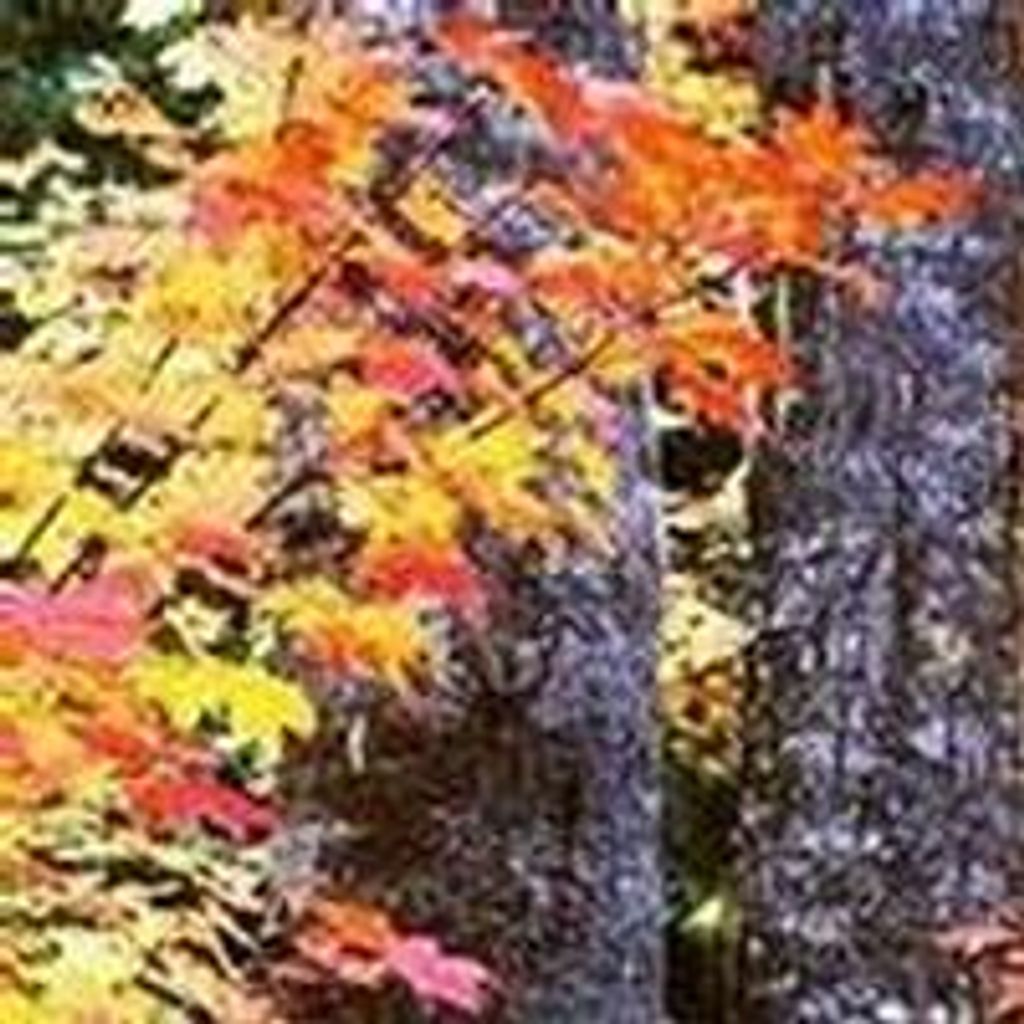 Steven  Henry Prince