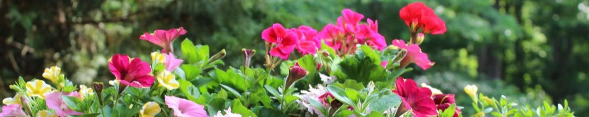 Cover photo for Julia Ann Myers's Obituary