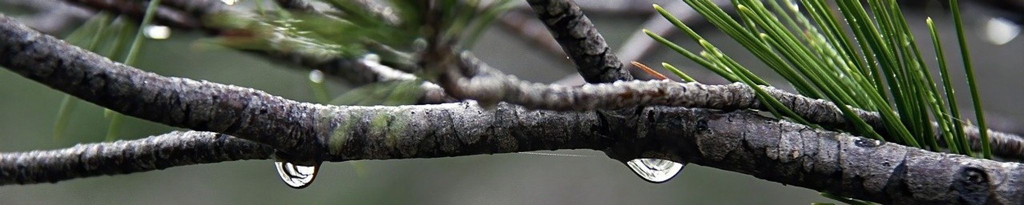 Cover for Annette Stevens's Obituary