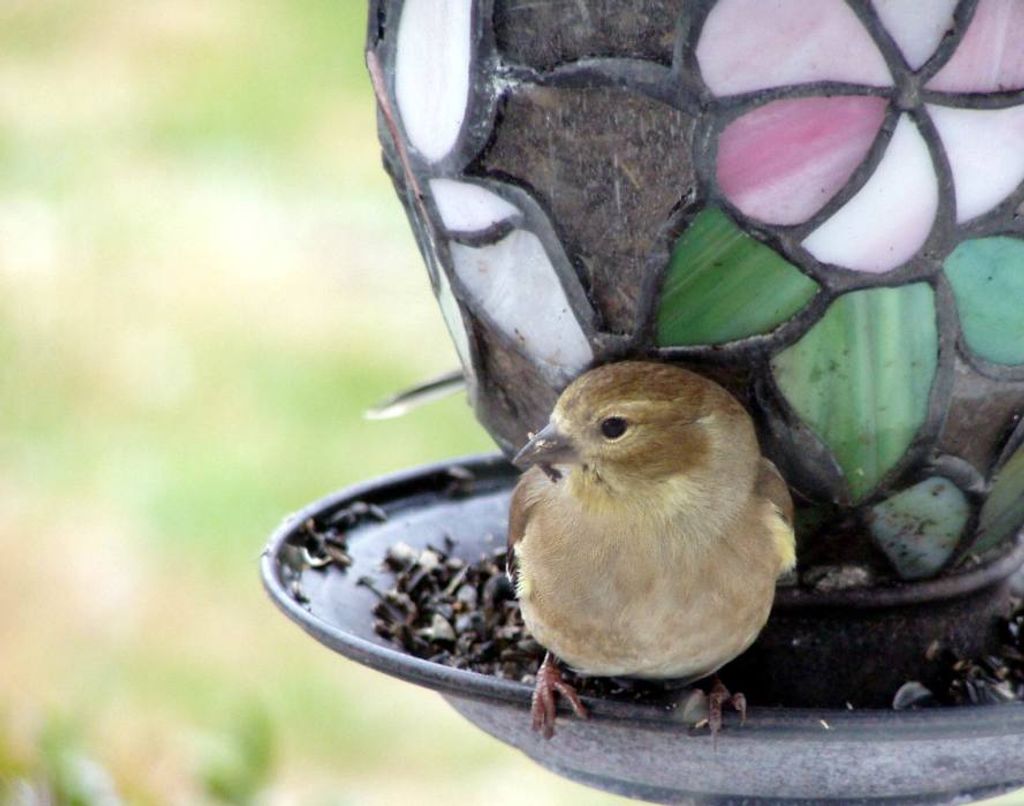 Aleta Roxanne Chamberlen