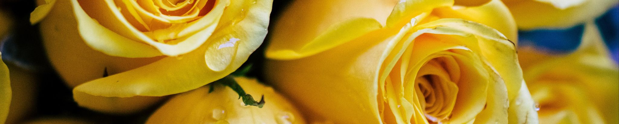 Cover photo for Louise Allison's Obituary
