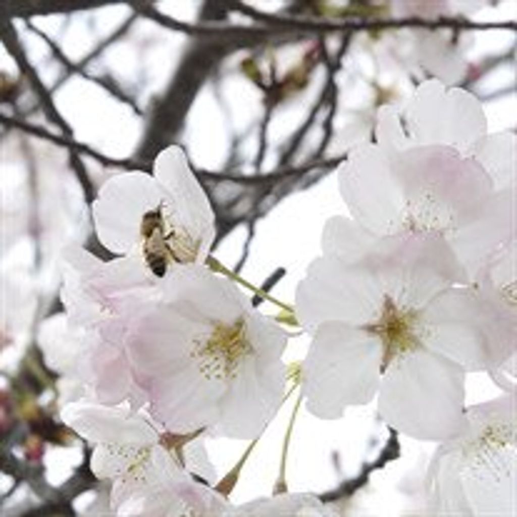 Cruz  Clarivel Martinez