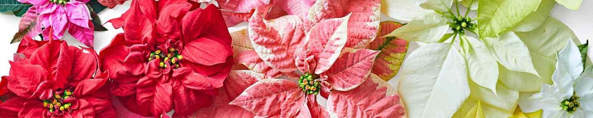 Cover for Mona Mardell Lund-Gomez's Obituary