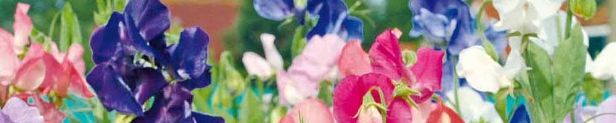 Cover photo for Margaret Robinson's Obituary
