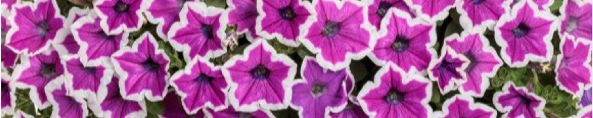 Cover photo for Betty Sue Johnson's Obituary