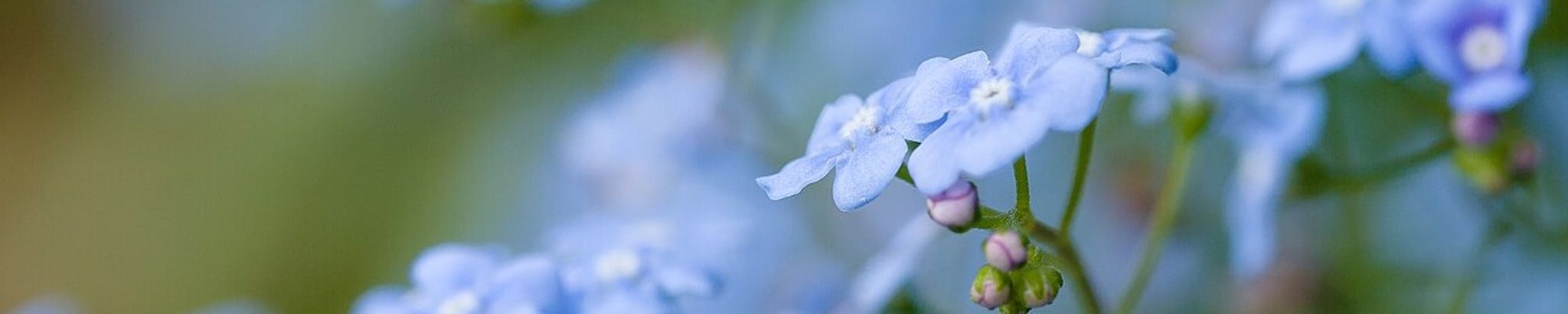 Cover for Alicia Tetkoskie's Obituary